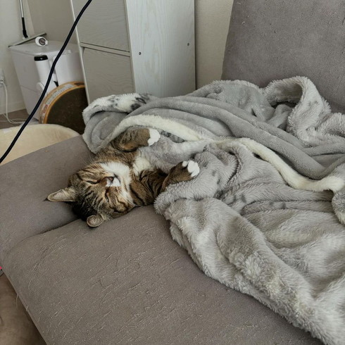猫のいびき