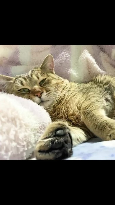 野良猫保護2年