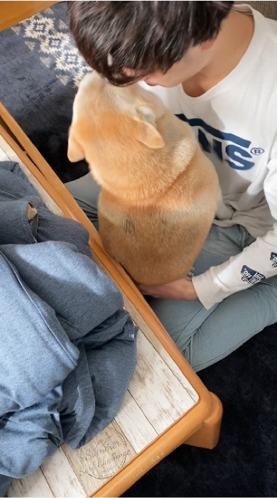 柴犬のゆずちゃんとお兄ちゃんの9年