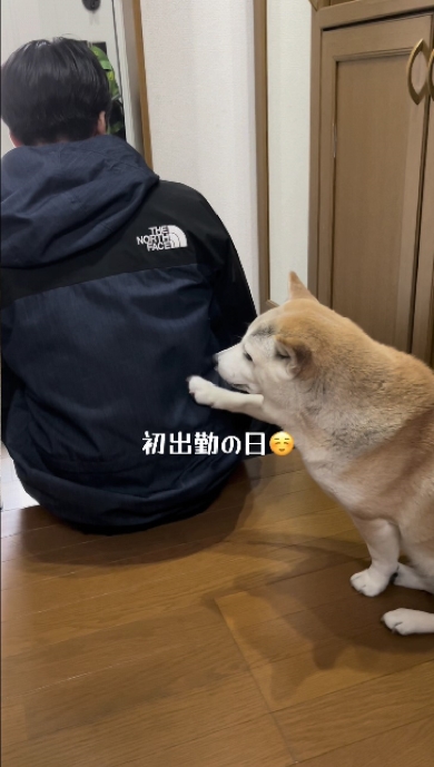 柴犬のゆずちゃんとお兄ちゃんの9年